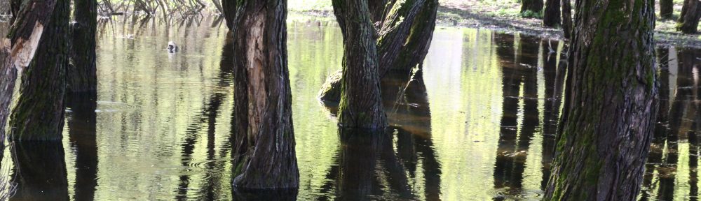 Richard Coombes Language Services